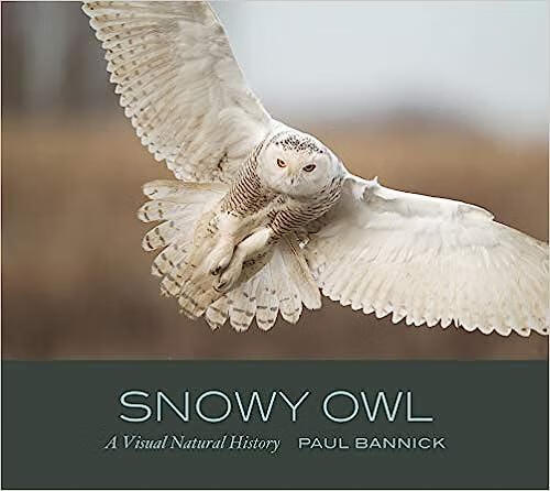预订 snowy owl: a visual natural history