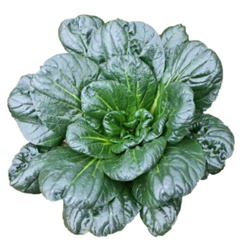 新鲜黑塌菜农家黑塔菜露天霜冻乌塌菜趴趴菜 4斤