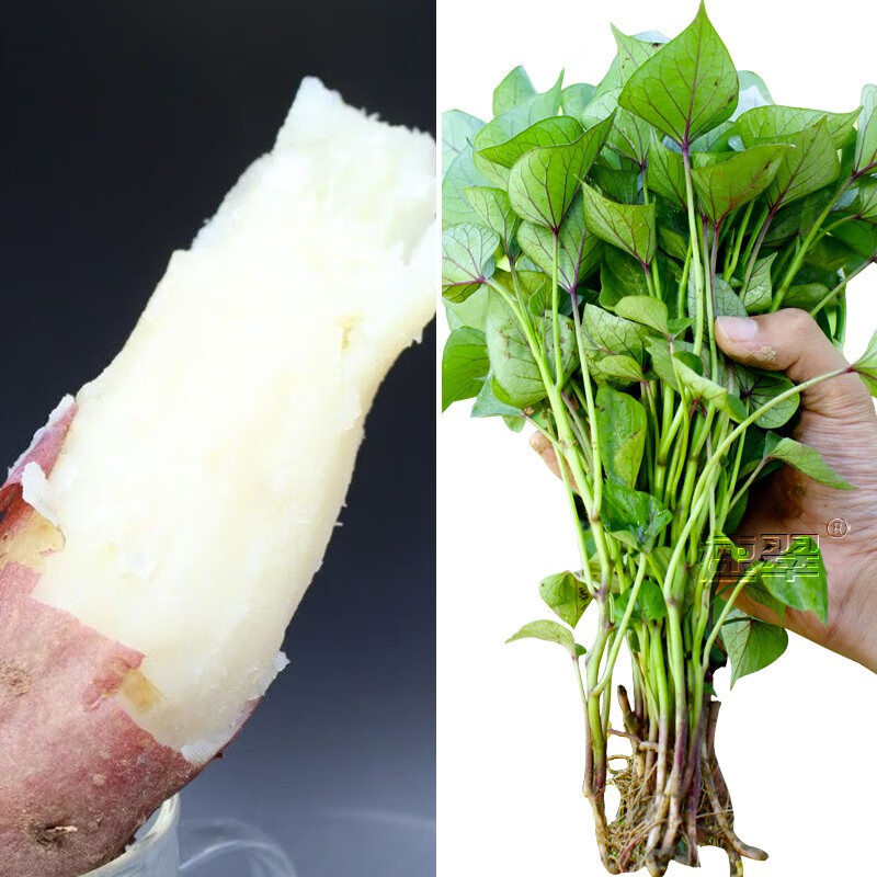 农之子(nongzhizi)蜜薯糖心红薯苗种子冰糖哈密地瓜苗秧苗 哈密冰糖蜜