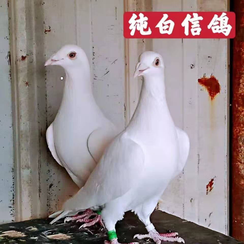 白色信鸽日本村松白鸽子纯白信鸽种鸽活物一对血统鸽比赛鸽子 青年鸽