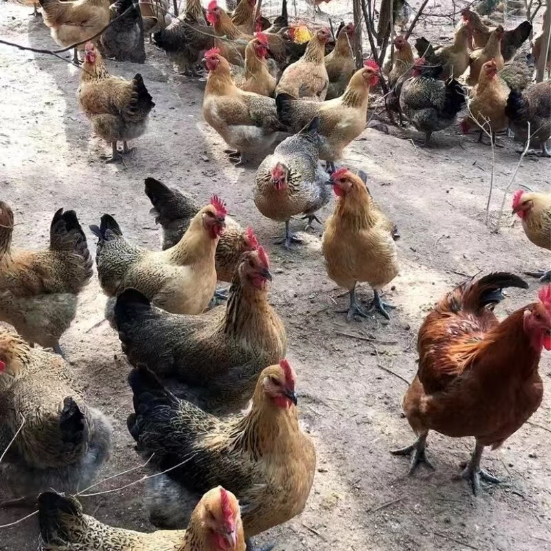 爱潮鸟半斤一斤活体鸡草鸡散养小鸡仔脱温半大鸡家养鸡苗下蛋鸡批