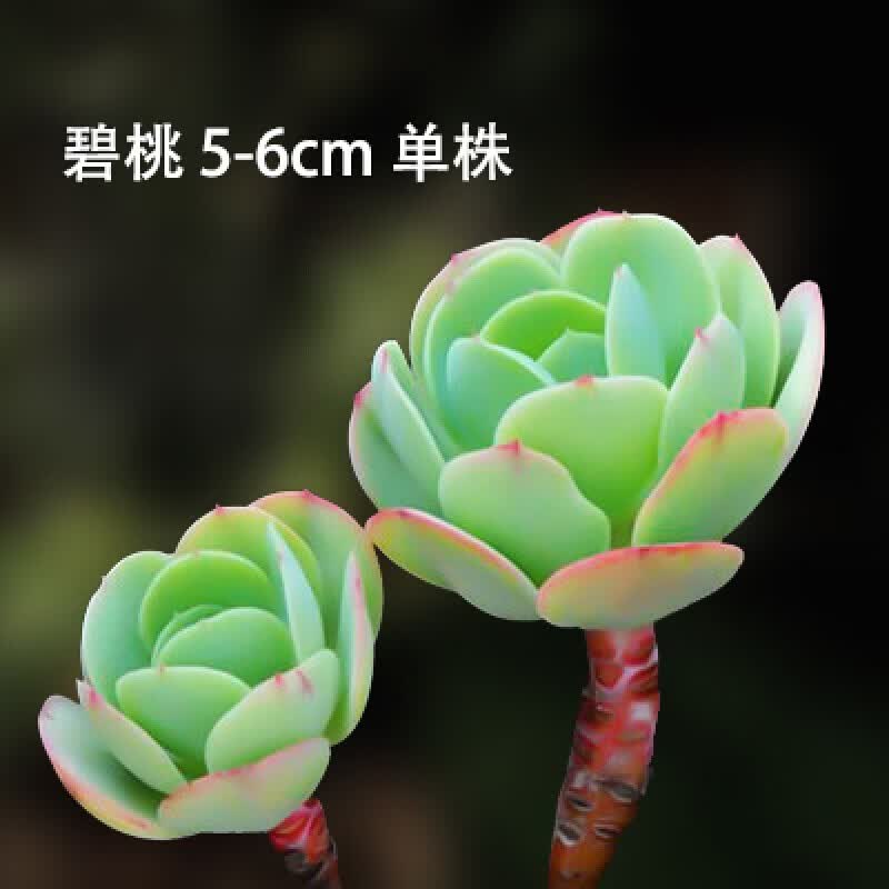 多肉植物 肉肉盆栽组合套装 办公室内耐干旱懒人绿植花卉 玉莲花【1-2