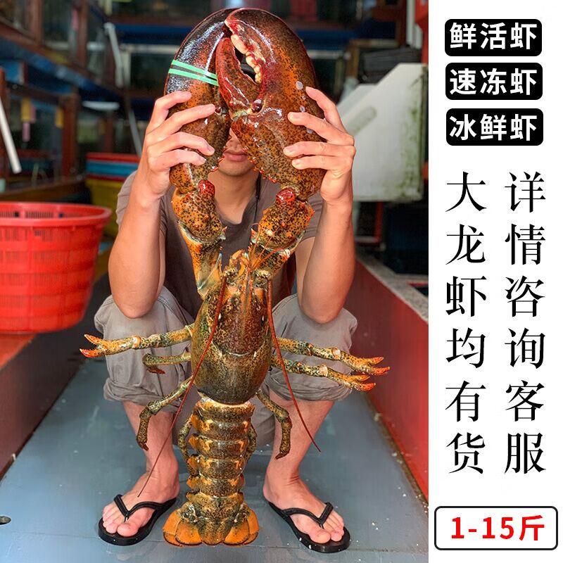 腾旺纳跃鲜活速冻超大龙虾波士顿大波龙澳洲特大海鲜水产1斤5斤10斤