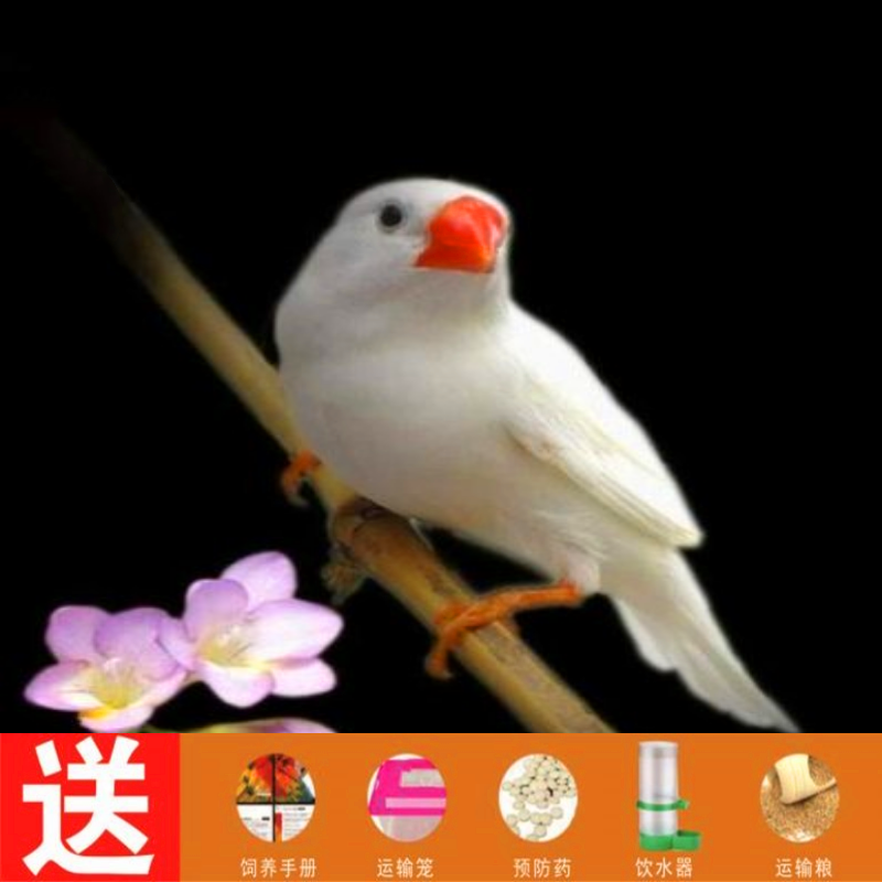 冰海精灵鸟活体牡丹鹦鹉白文灰文活物虎皮鹦鹉玄凤鸟活物珍鸟珠鸟手玩