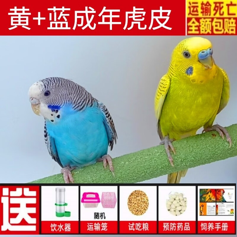 小鸟幼鸟繁殖鸟包蛋鹦鹉鸟活体 成年黄虎皮 蓝虎皮(一公一母)可繁殖