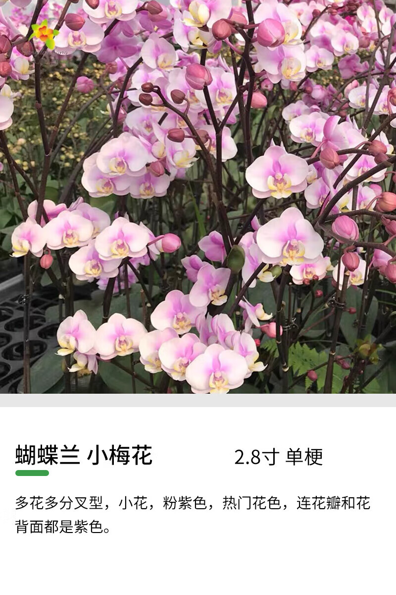 蝴蝶兰抽梗苗单双梗盆栽花窗台室内花期长带花苞观赏植物花卉 小梅花