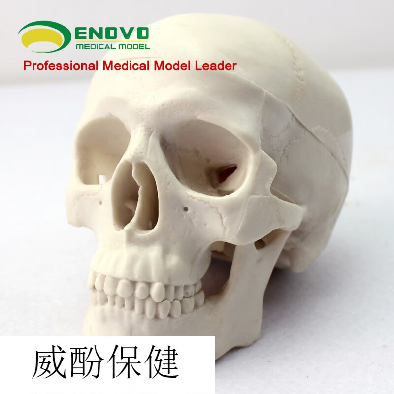 骨模型仿真可拆卸 人体美术仿真可拆卸一比一头骨缝线教学素描 迷你