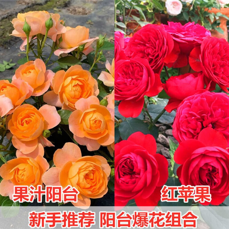 阳台爆花组合(果汁 红苹果)小号盆