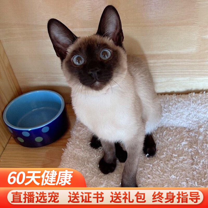 纯种宠物暹罗猫幼猫活体暹罗猫幼崽泰国暹罗猫幼体 宠物级 a款 弟弟