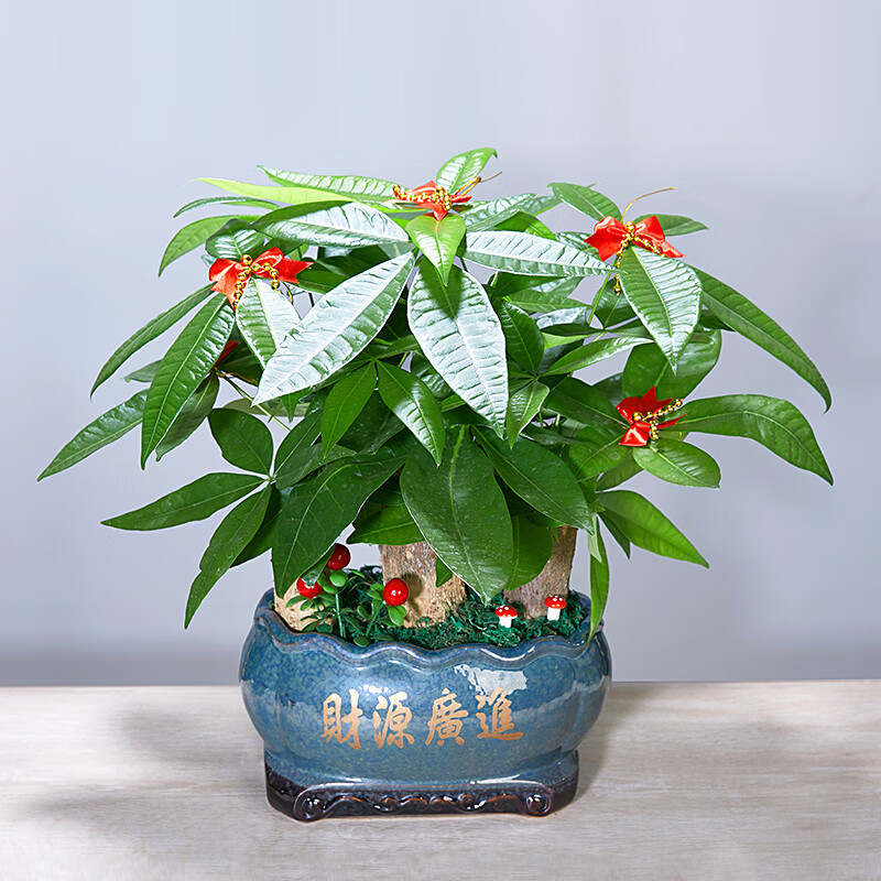 发财树盆栽树桩室内大型绿植开业送礼前台大号金钱树四季常青 三棵