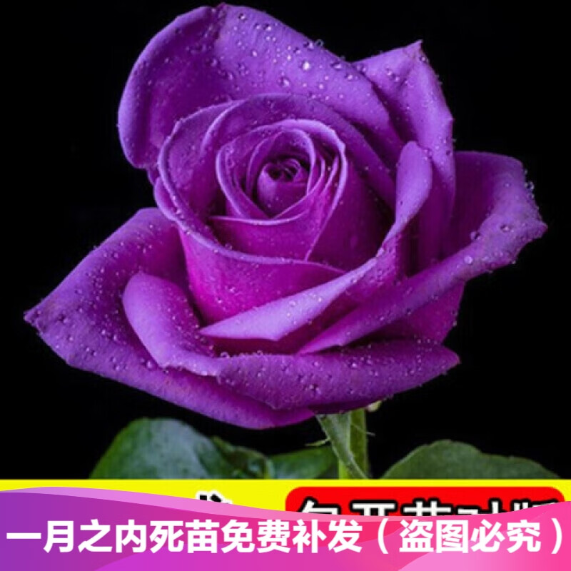 清晨露水园艺玫瑰花苗盆栽庭院阳台观赏花卉 欧月玫瑰苗 盆栽蔷薇花苗