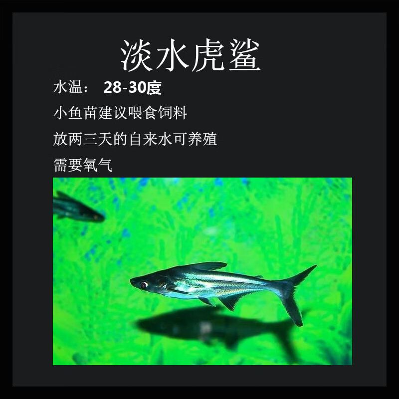 活体观赏鱼淡水鲨鱼银鲨虎鲨鱼苗活体肉食性鱼类鲨鱼苗热带鱼混养朴彩