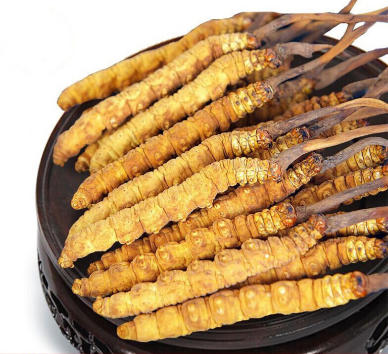 慈药山藏区雪域冬虫夏草正宗虫草无断草2-3根1g十根起拍才发