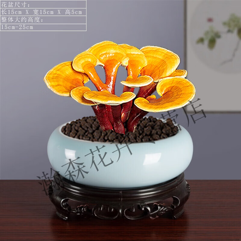 瑰季大灵芝活体盆景赤灵芝盆景创意盆栽活体种植客厅室内 玉蓝盆1328