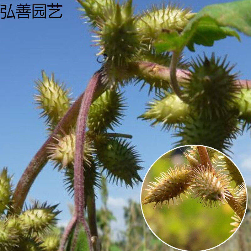 怀旧棉草狼种子 苍耳种子250克