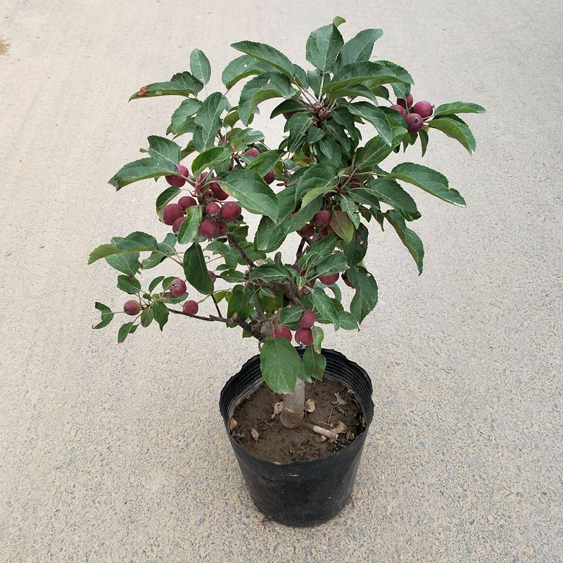 冬红果长寿果树苗盆景苹果盆栽盆景树桩绿宝老桩盆景绿植花卉冬红果5