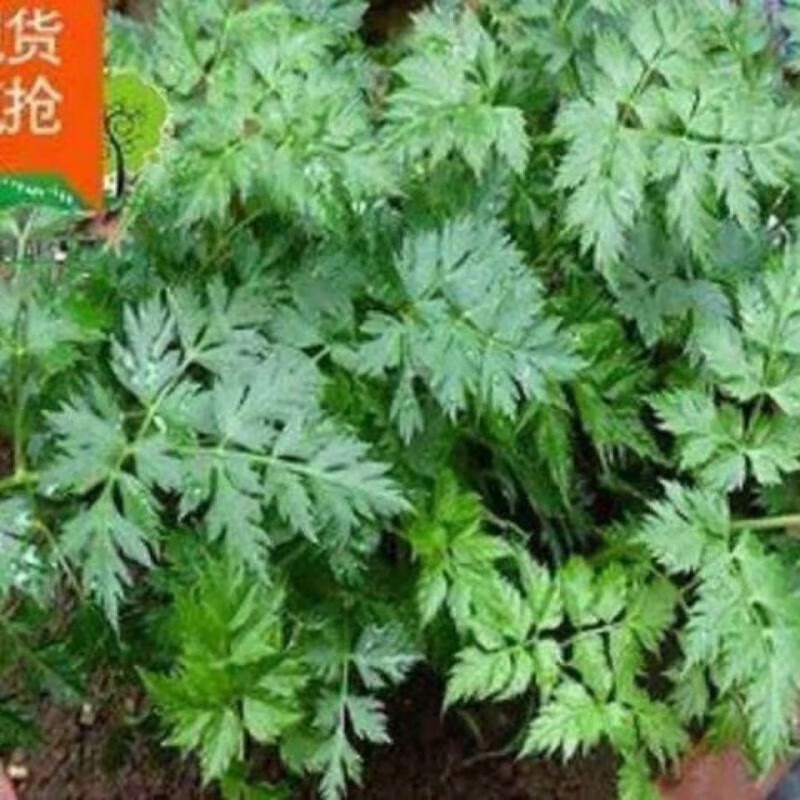 江影清川芎苗庭院绿植食用中药材种苗阳台盆景秧苗 带土带盆1盆
