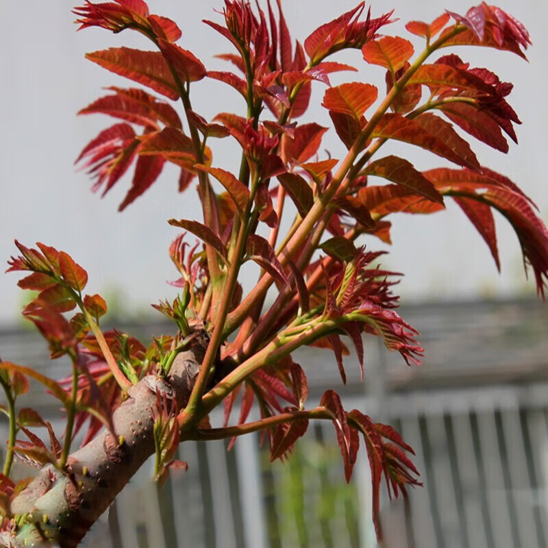 花之然香椿树苖新鲜红油四季采摘正宗春芽树苗食用盆栽地栽矮化绿化