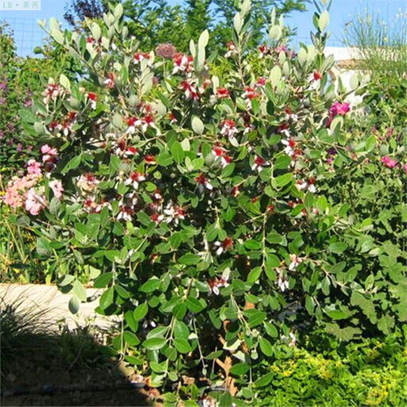 花姬 莱芮果树苗 斐济果苗费约果苗菲油果费油果苗 一年苗 30cm(含)