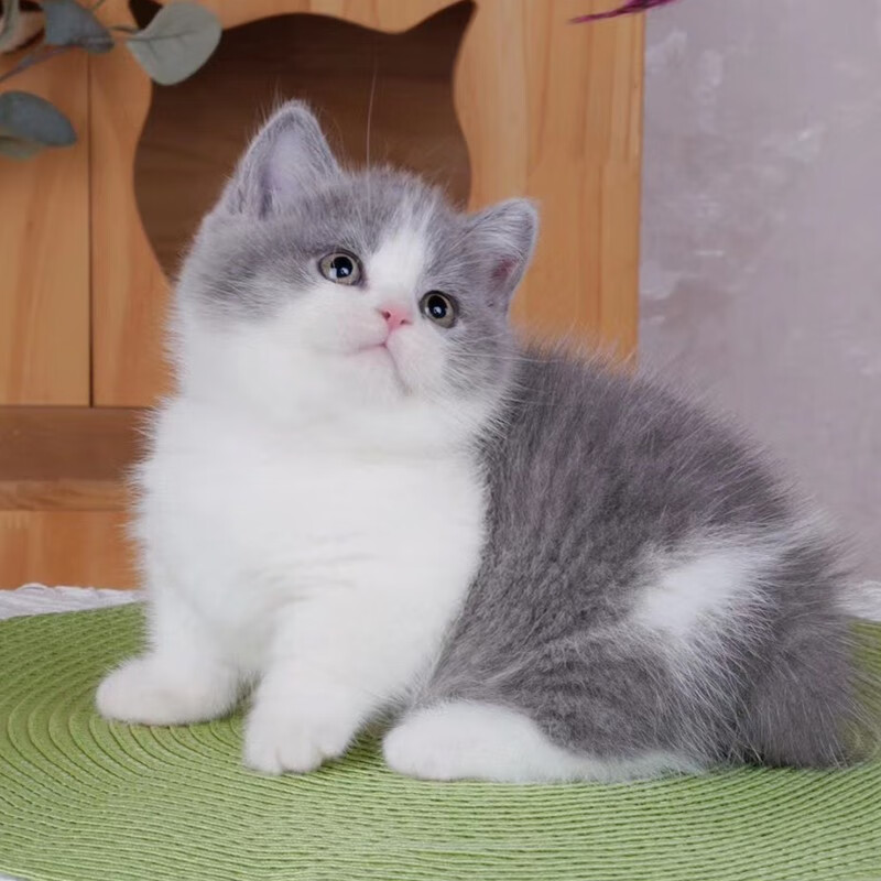 猫英短曼基康猫咪宠物猫英短蓝白蓝猫活体幼崽小短腿拿破仑蓝胖子幼猫