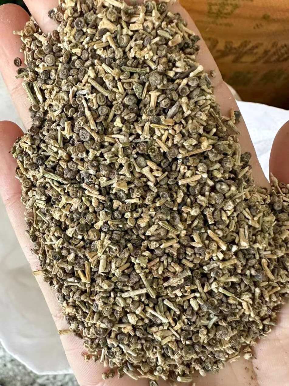 楓隅梭梭草种子牧草种籽抗风沙护坡固土籽 梭梭草种子一斤