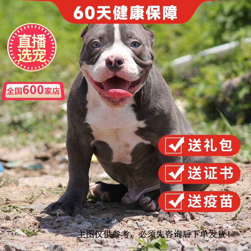 优宠奇派纯种美国恶霸犬幼犬活体宠物狗狗恶霸犬 宠物级 公