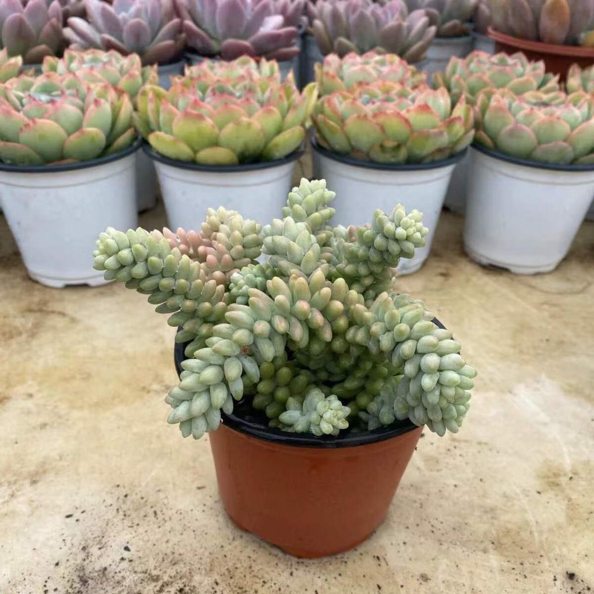 彩虹玉坠多肉植物带盆栽好发货高老桩多肉植物包损 120#彩虹玉坠1盆