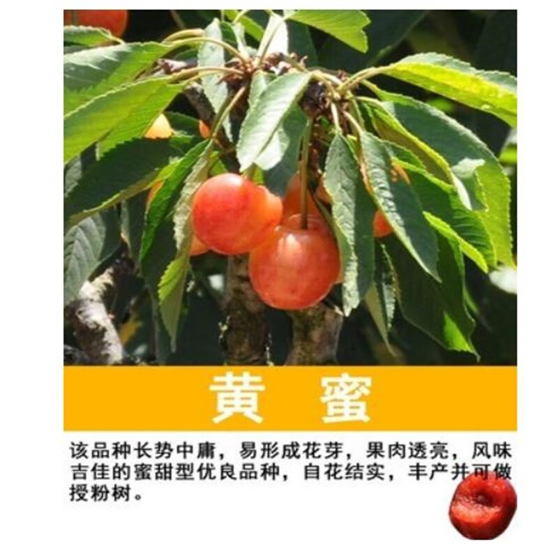 樱桃苗 嫁接车厘子树苗盆栽地栽果树苗 庭院阳台别墅种植 黄蜜(授粉株