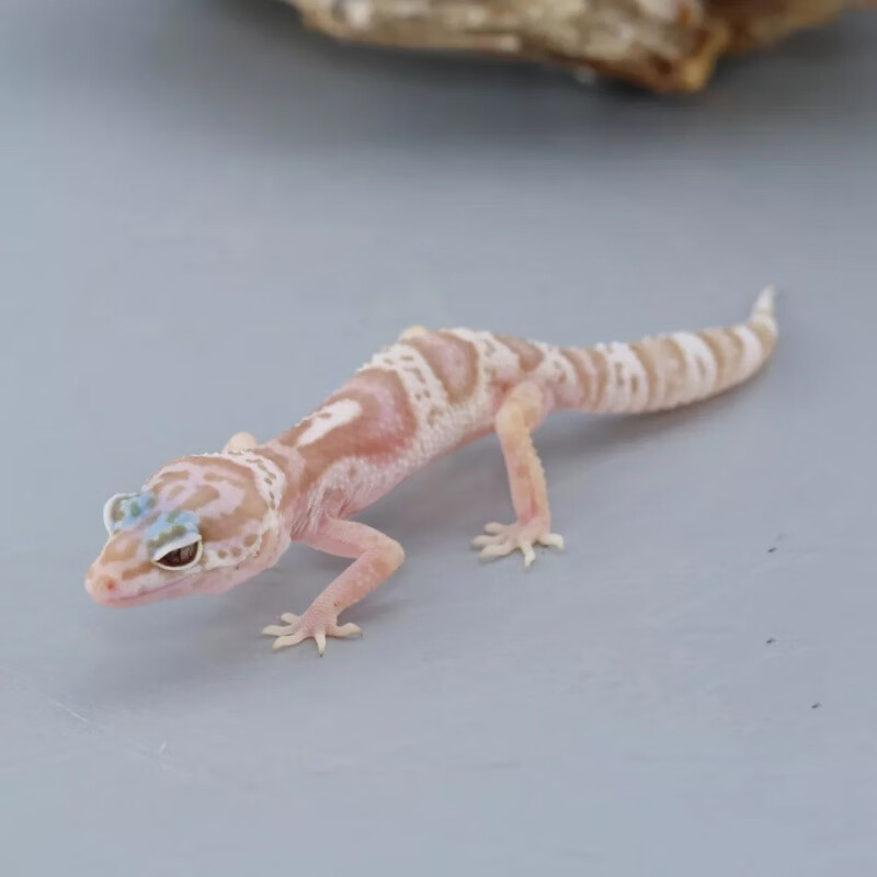 蜥蜴活体异宠温顺小可爱入门新手柠檬霜橘子苗爬虫活物 雪花贝尔(苗)