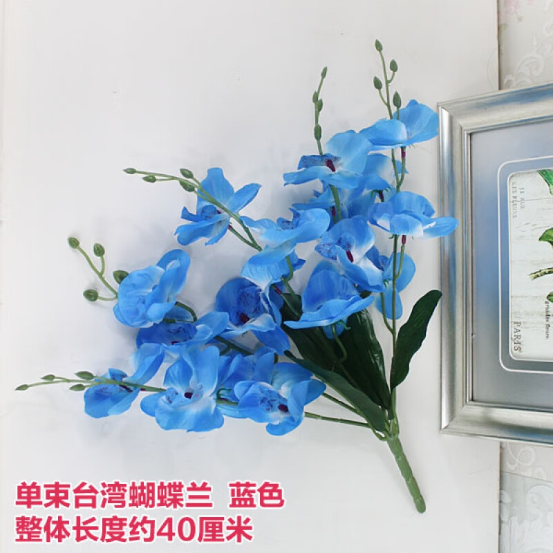 单束蝴蝶兰蓝色不加花瓶