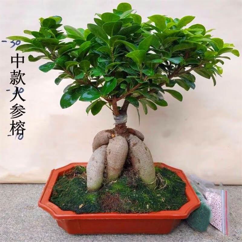 种花迷小叶榕树适合盆栽的植物花卉绿植盆景室内阳台地瓜榕老桩四季好