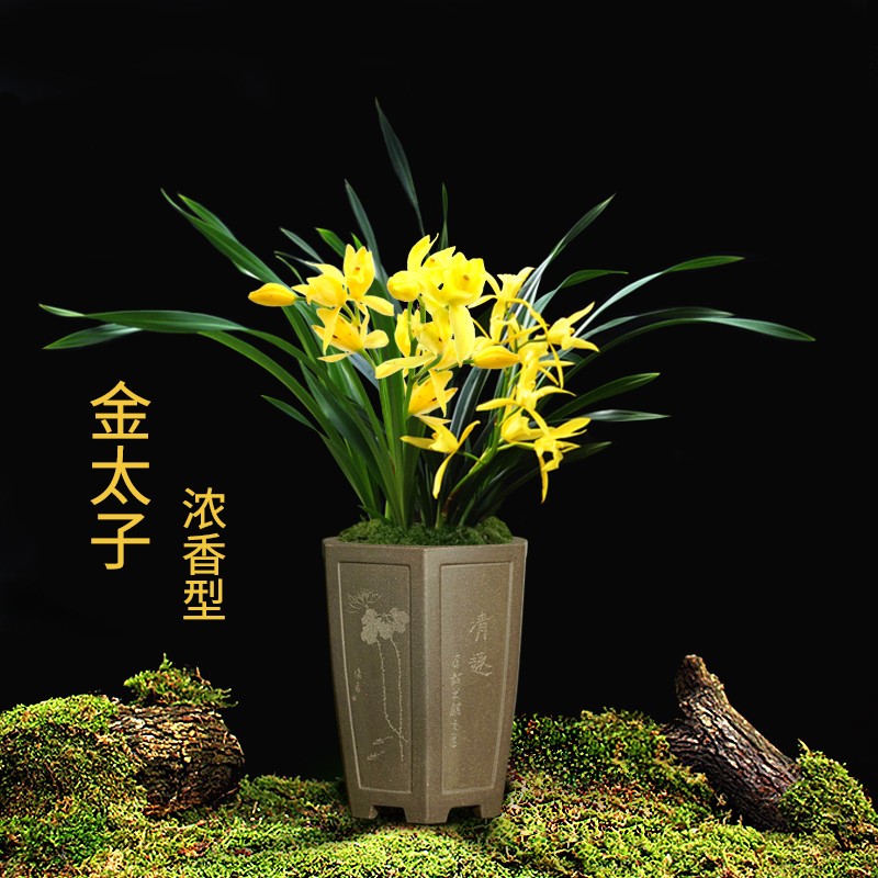 季兰当年开花壮苗满屋飘香室内四季常青花卉盆栽草 5苗连体【金太子】