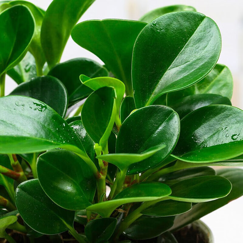 澳颜莱 碧玉盆栽   青叶碧玉豆瓣绿 绿植盆栽花卉室内植物 办公室小