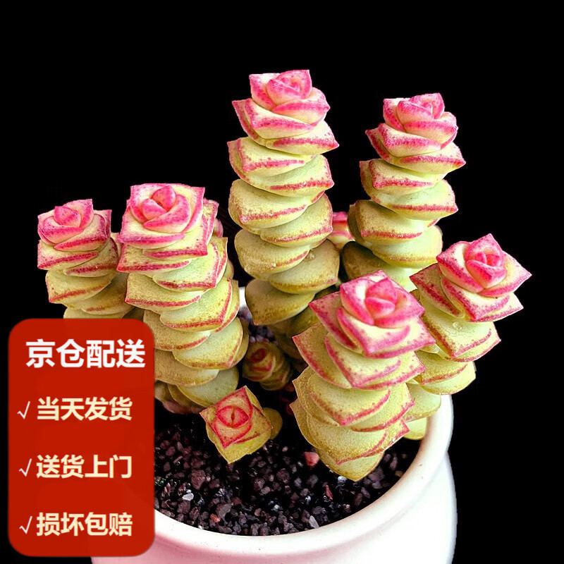 moyi)多头群生老庄 新款多肉植物超萌绿植盆栽室内 超大肉肉 钱串单头