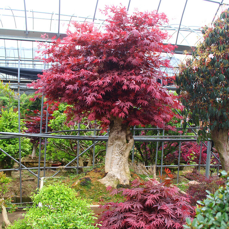 苗木 庭院树 花木 红枫树苗 花卉 绿化植物 景观树 绿化树苗 红枫小苗