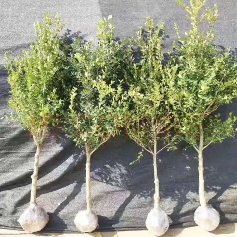 耘庭小叶黄杨造型树盆景小区别墅庭院造景植物四季常青拍照选苗带土球