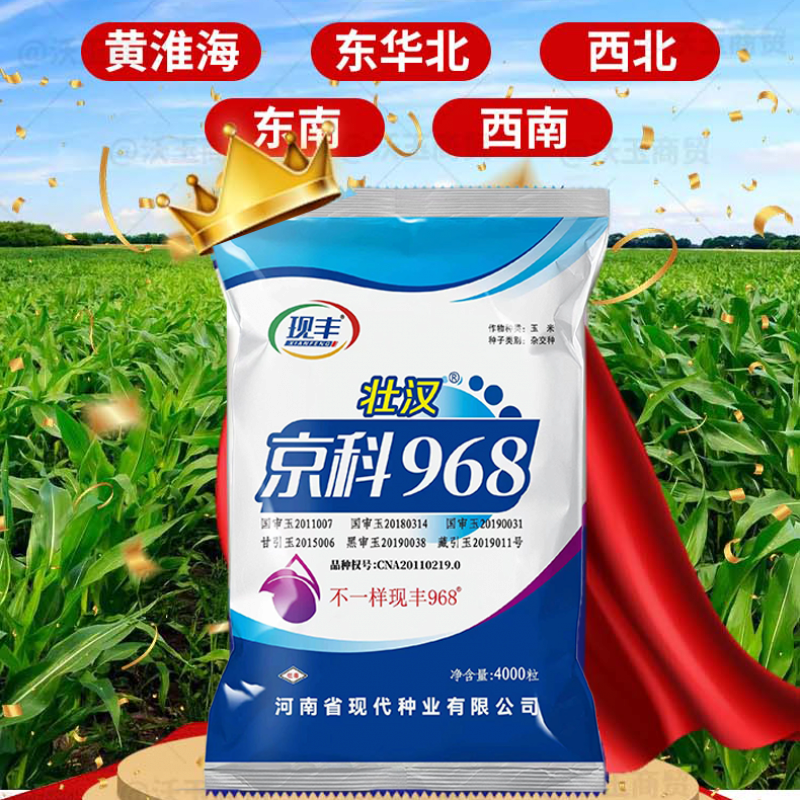 京科968玉米种子大全紫杆矮杆双胞胎抗倒伏南北方农科院 公司内部