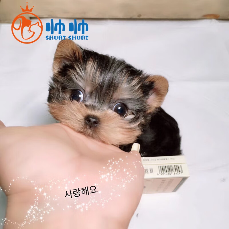 帅帅名宠北京犬舍纯种约克夏幼犬 活体宠物狗活体小狗幼犬活体 茶杯犬