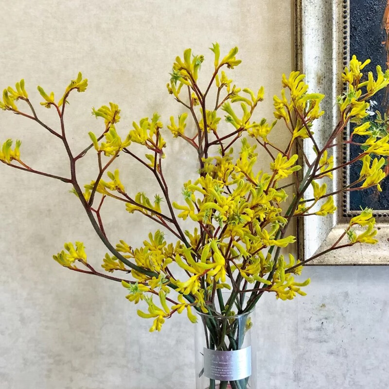 生活鲜花怎么查询历史价格|生活鲜花价格历史