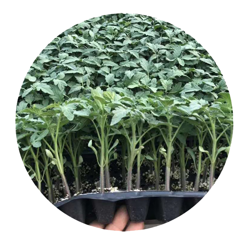 冠四季千禧圣女果种子苗千禧果种子小番茄种子千禧果秧苗圣女果种子