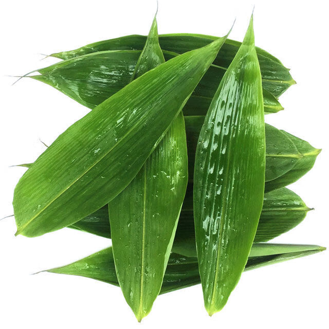 【精选果蔬】新鲜粽叶包粽子叶大粽叶新鲜箬叶100片 绳 粽叶 粽子叶大