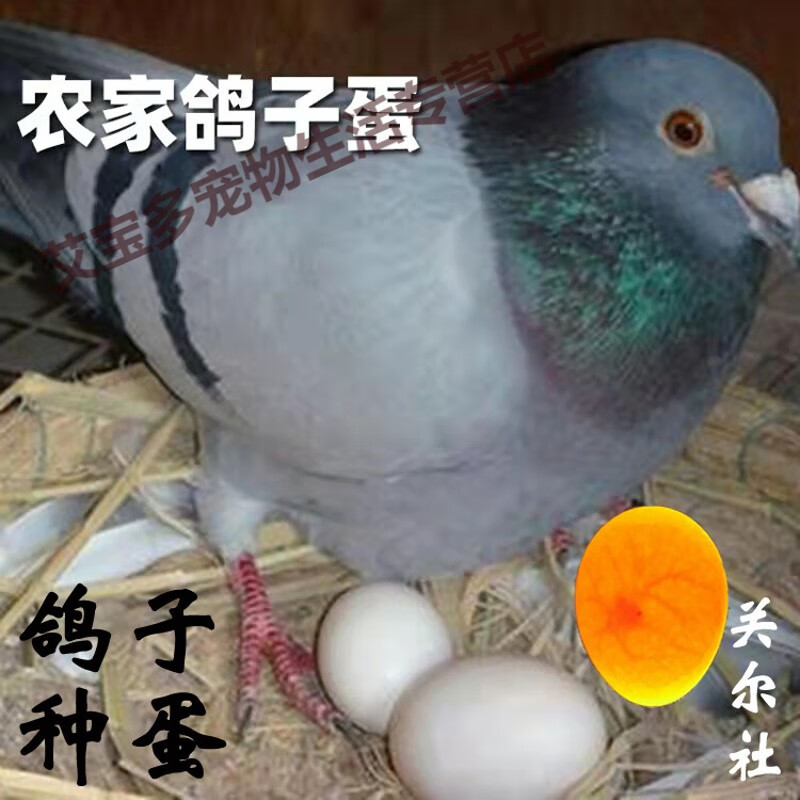 [6枚]落地王鸽子种蛋可孵化黑灰银白羽鸽特大型肉鸽子受精蛋