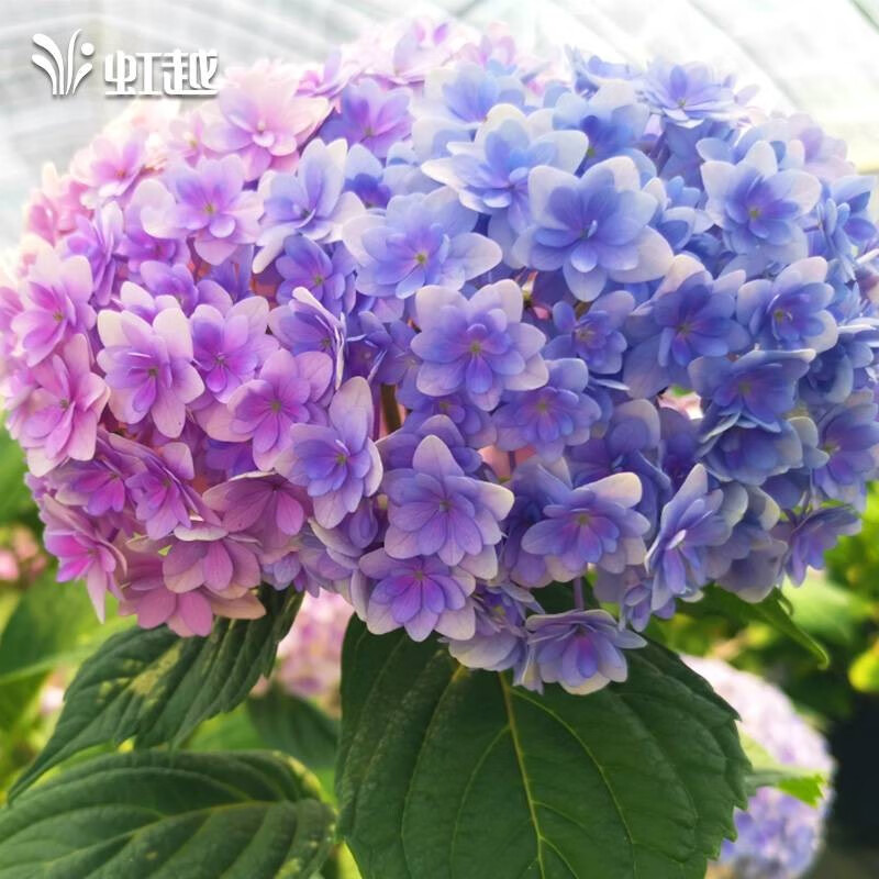 仙花 相关京东优惠商品人气降序 价格图片品牌优惠券 虎窝购 仙花 相关京东优惠商品人气降序 价格图片品牌优惠券 虎窝购