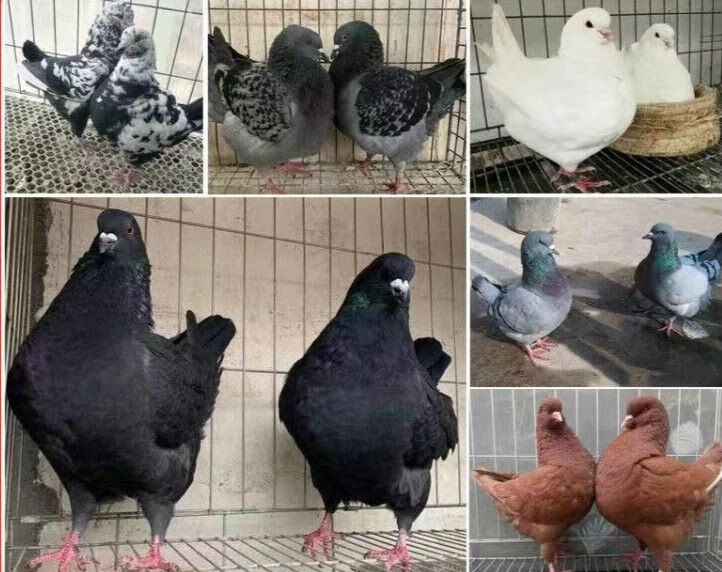 朵芮蜜特大活物一对鸽大体鸽子巨型肉鸽种鸽包下蛋好养 【超大体】