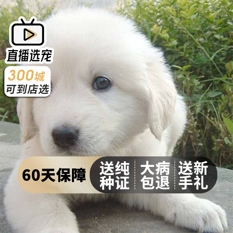 【60天保障】大白熊犬幼犬纯种宠物狗狗活体大白熊幼崽 宠物级 公
