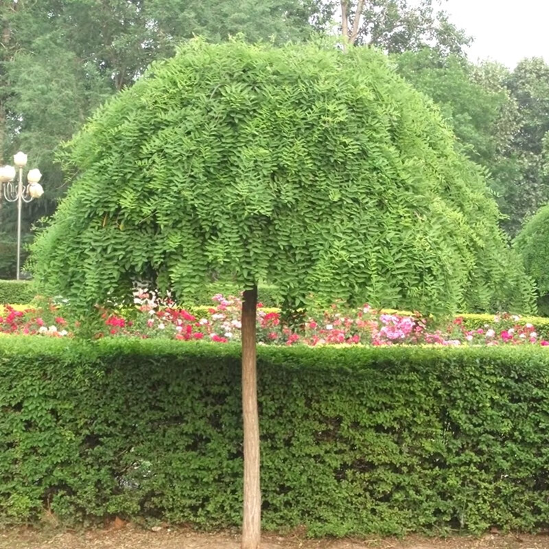 畅微 龙爪槐垂槐树苗点缀绿化苗木行道树嫁接垂槐适宜南北方地栽盆栽