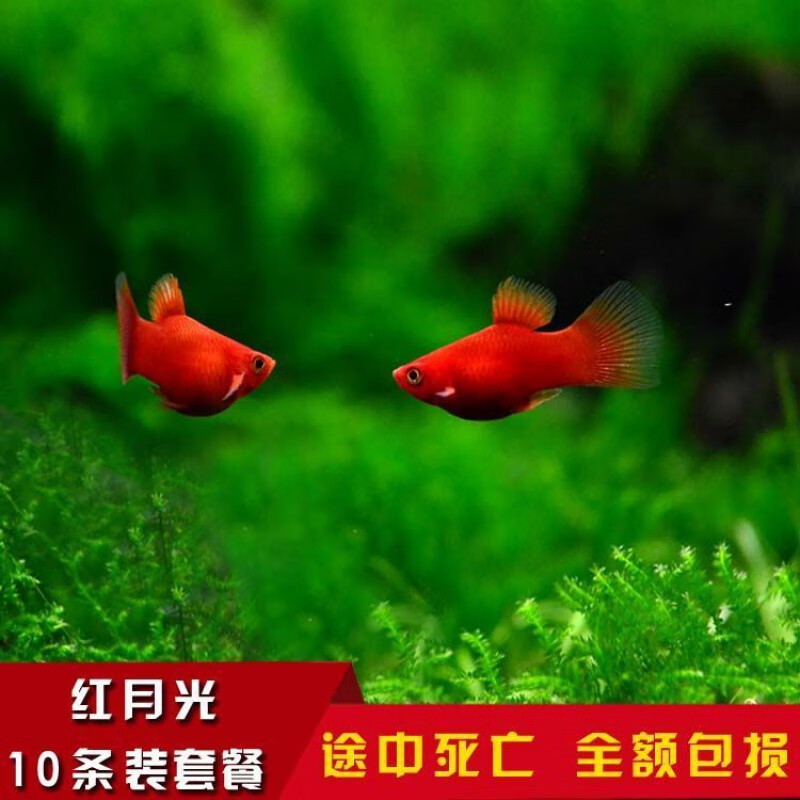 [京选推荐]观赏鱼胎生下崽鱼黑玛丽鱼皮球玛丽鱼月光鱼热带鱼宠物鱼