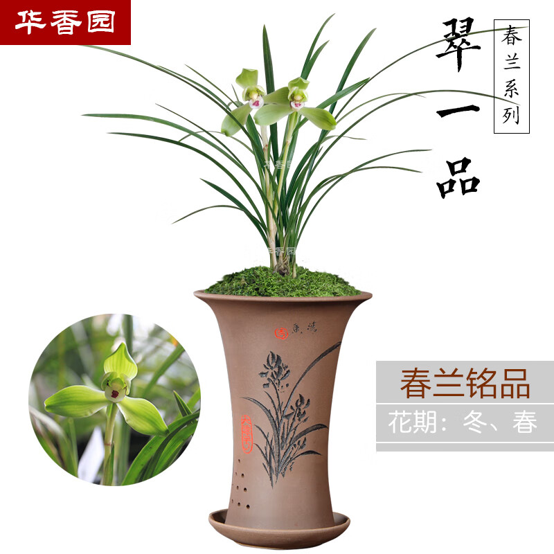 华香园绿植花卉 兰花苗【翠一品】春兰铭品 幽香型 带花苞 盆栽鲜花