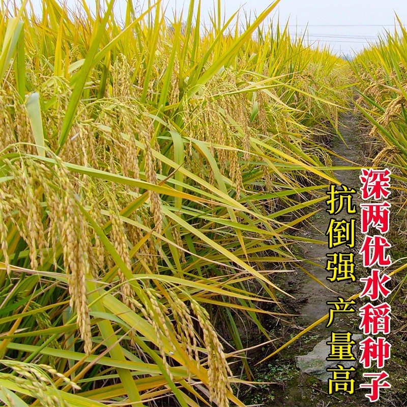 购买水稻种子图片
