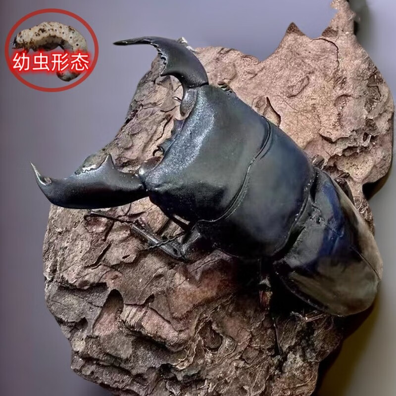 苏门答腊巨扁锹形虫成虫血统活体宠物独角仙长戟南洋战神兜虫锹甲 苏